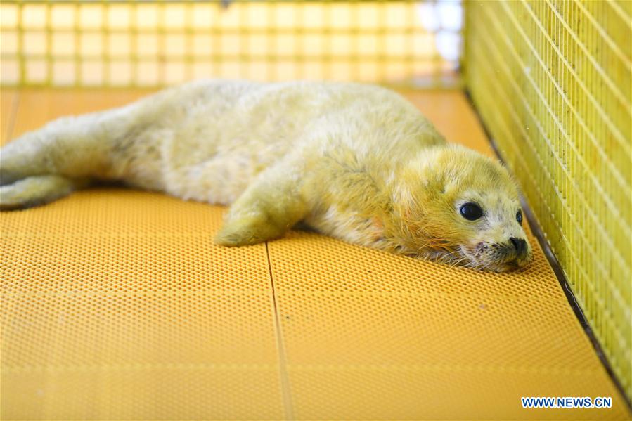 CHINA-HARBIN-SEAL CUB (CN)