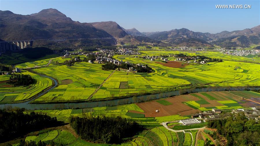 #CHINA-YUNNAN-COLE FLOWERS (CN)