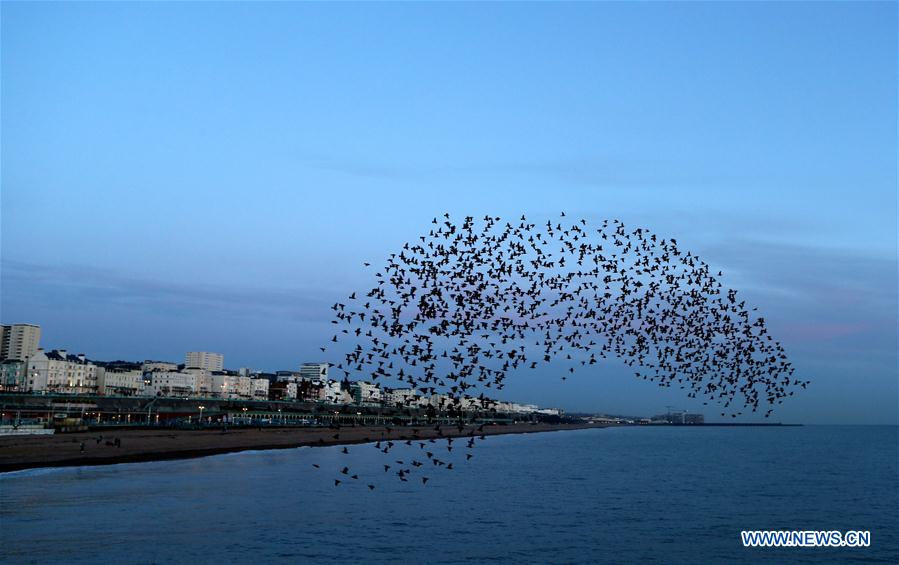 UK-LONDON-BRIGHTON STARLING