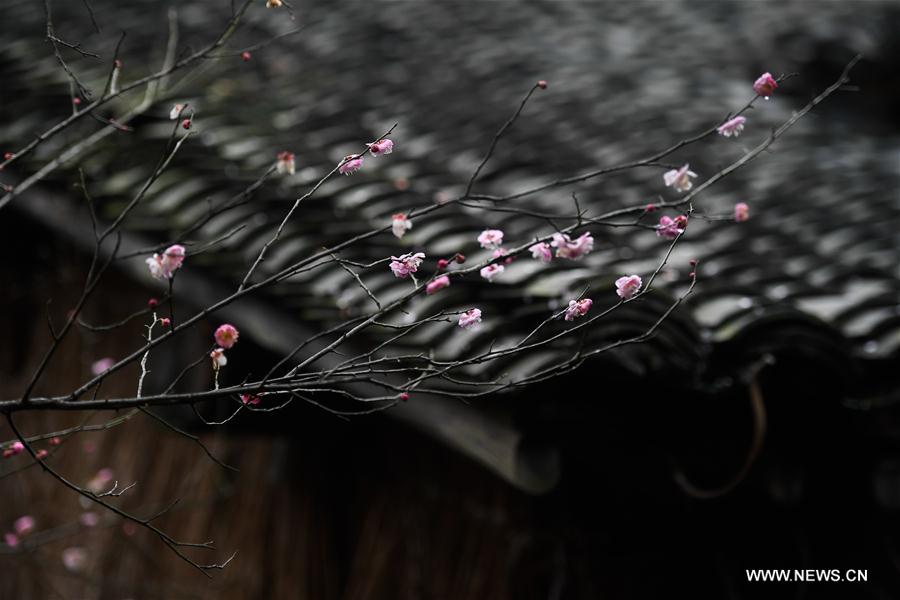 CHINA-ZHEJIANG-HANGZHOU-PLUM BLOSSOM (CN)