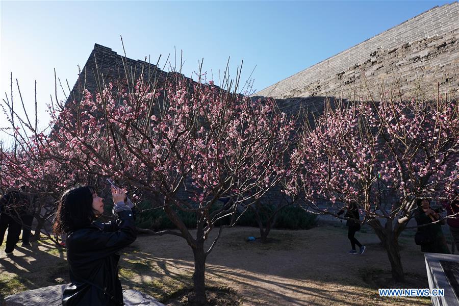 CHINA-BEIJING-FLOWERS (CN)