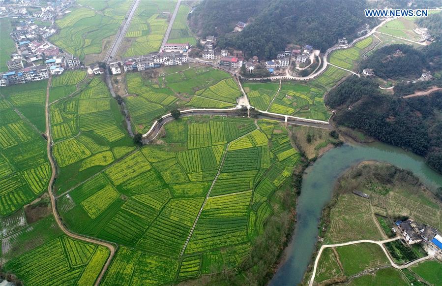 CHINA-JIANGXI-RAPESEED FIELDS (CN)