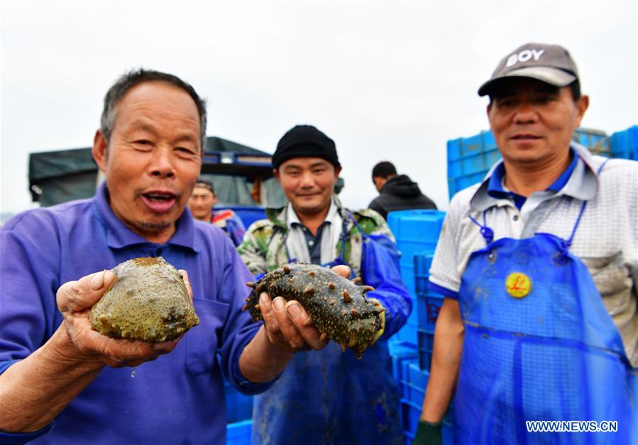 CHINA-FUJIAN-XIAPU-SEA CUCUMBER-HARVEST (CN)