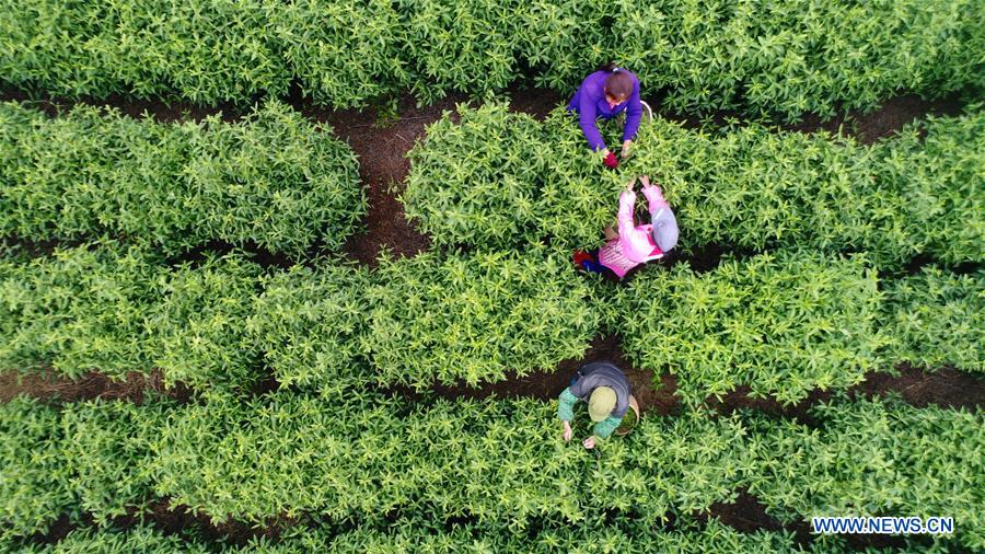 #CHINA-SPRING-FARMING (CN)