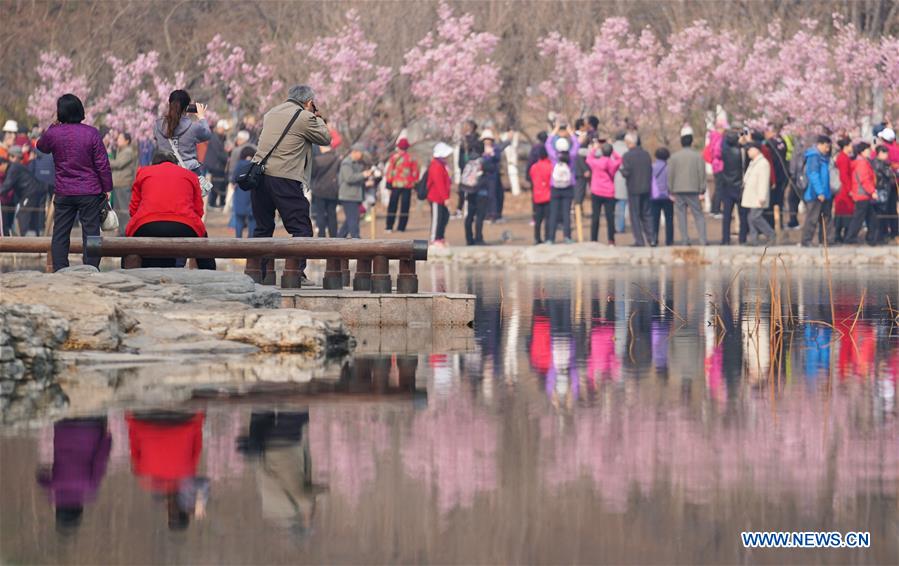 CHINA-BEIJING-YUYUANTAN PARK-CHERRY BLOSSOM (CN)