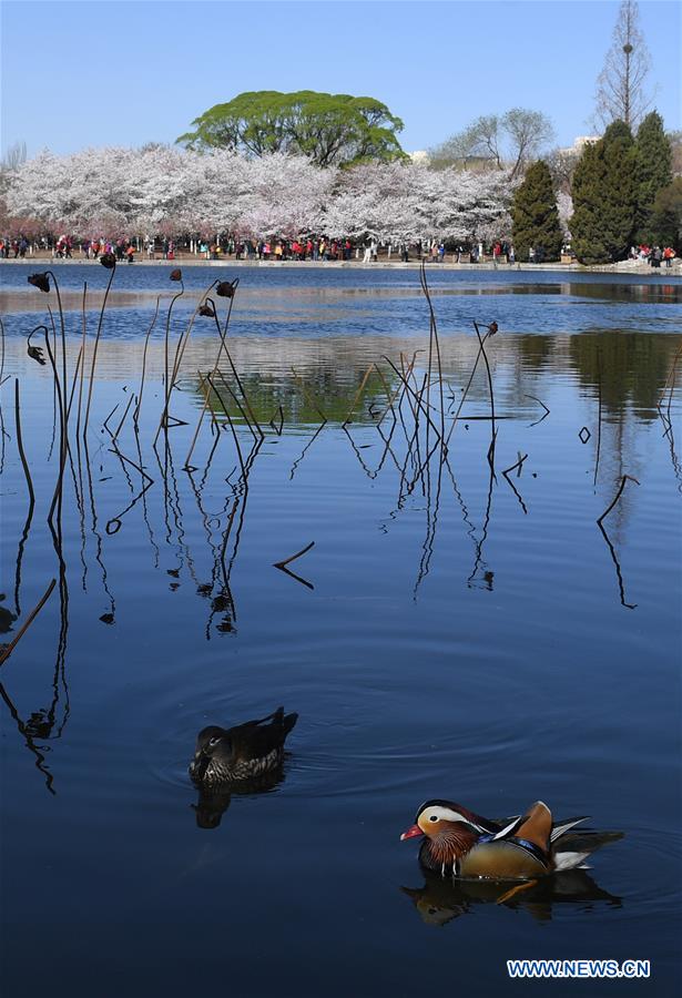 CHINA-BEIJING-SPRING-CHERRY BLOSSOMS (CN)