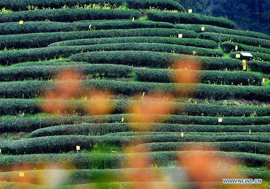 CHINA-FUJIAN-WUYISHAN-TEA GARDEN (CN)