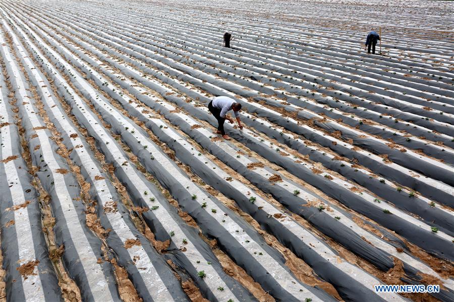 #CHINA-SHANDONG-FARM WORK (CN)