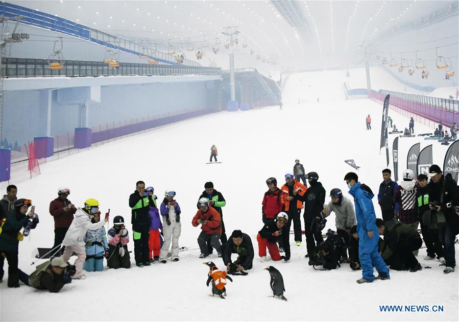 CHINA-HARBIN-INDOOR SKI ARENA-PENGUINS (CN)