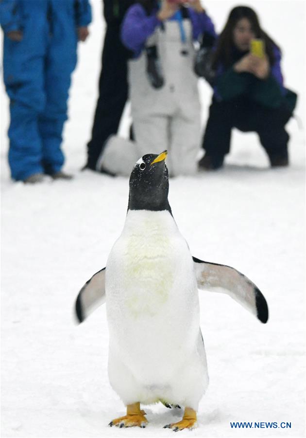 CHINA-HARBIN-INDOOR SKI ARENA-PENGUINS (CN)