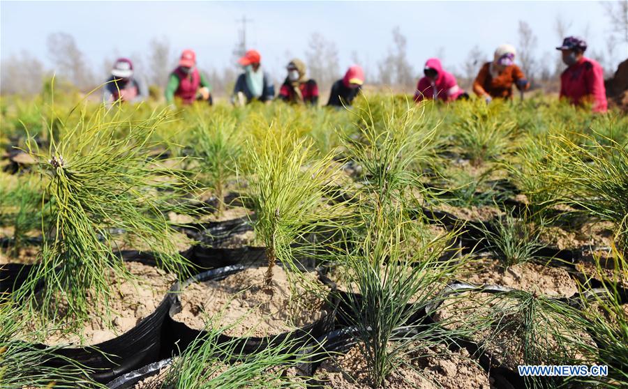 CHINA-SHAANXI-YULIN-AFFORESTATION (CN)