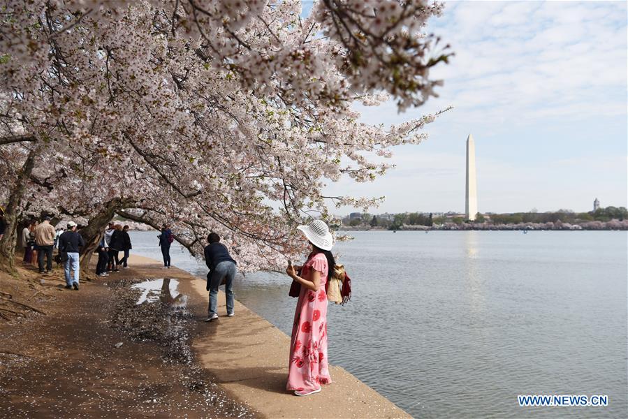 U.S.-WASHINGTON D.C.-CHERRY BLOSSOM