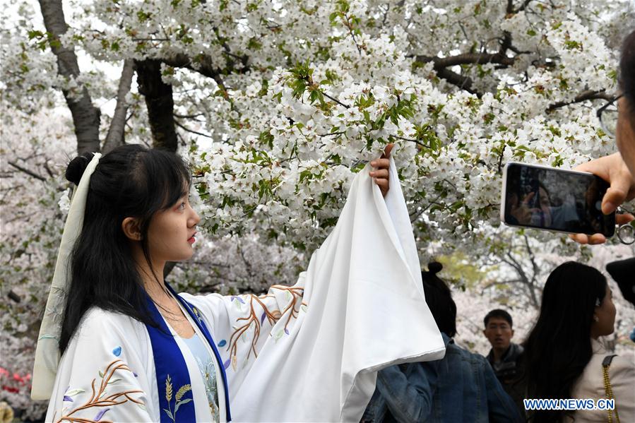 CHINA-QINGDAO-CHERRY BLOSSOMS (CN)