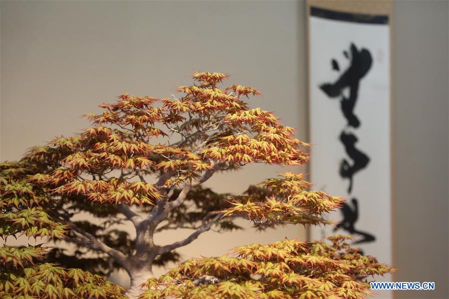 JAPAN-SAITAMA-BONSAI ART MUSEUM