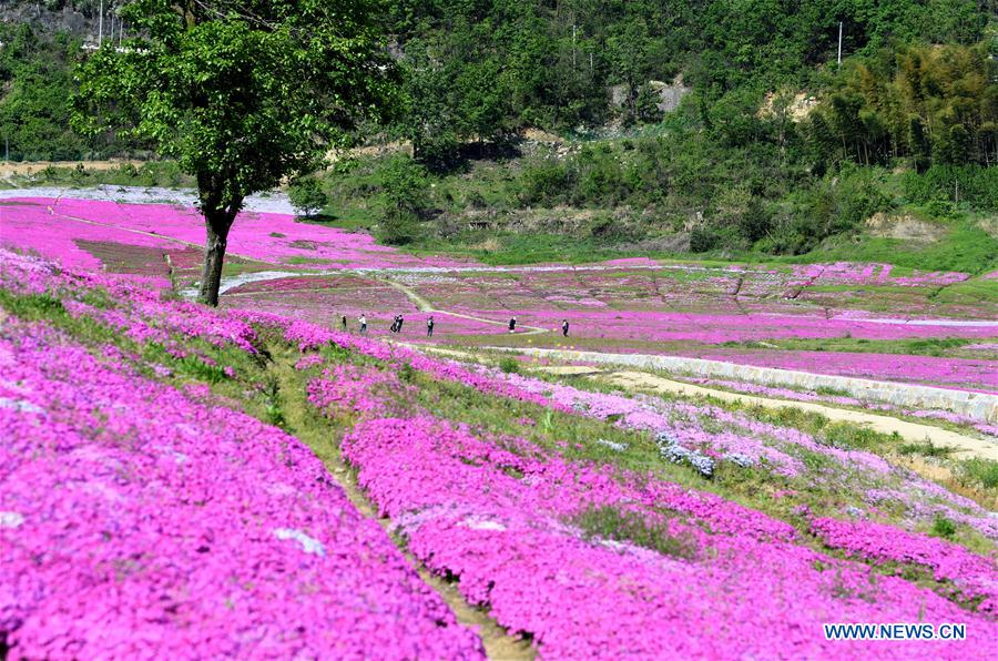 CHINA-ANHUI-FLOWERS-TOURISM (CN)