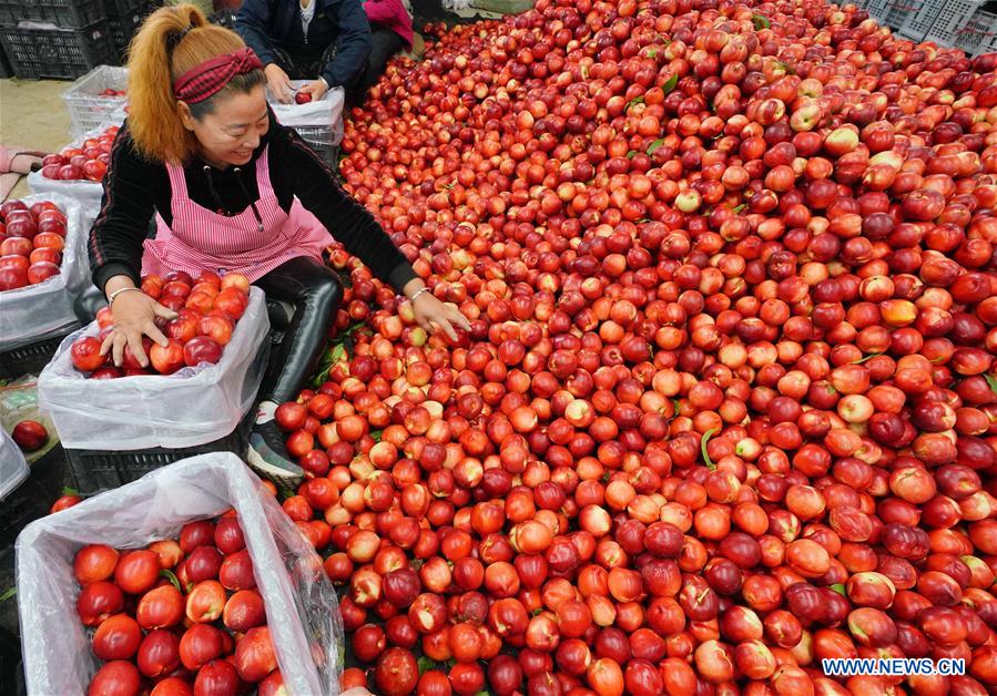 CHINA-HEBEI-AGRICULTURE-GREENHOUSES (CN)