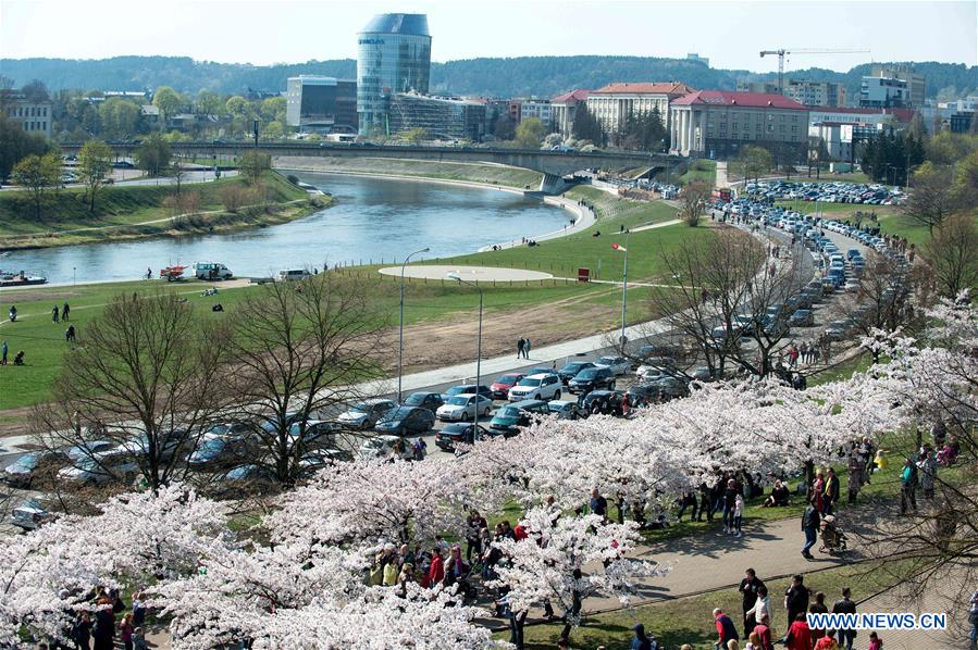 LITHUANIA-VILNIUS-CHERRY BLOSSOMS