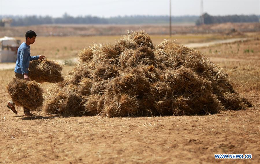 MIDEAST-KHAN YOUNIS-HARVEST-WHEAT