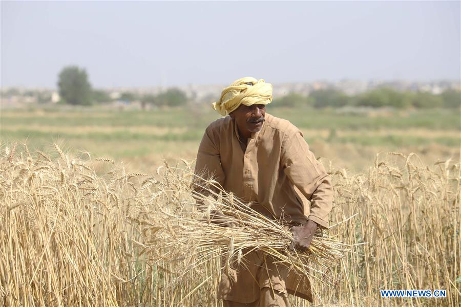 PAKISTAN-ISLAMABAD-WHEAT CROP-HARVEST