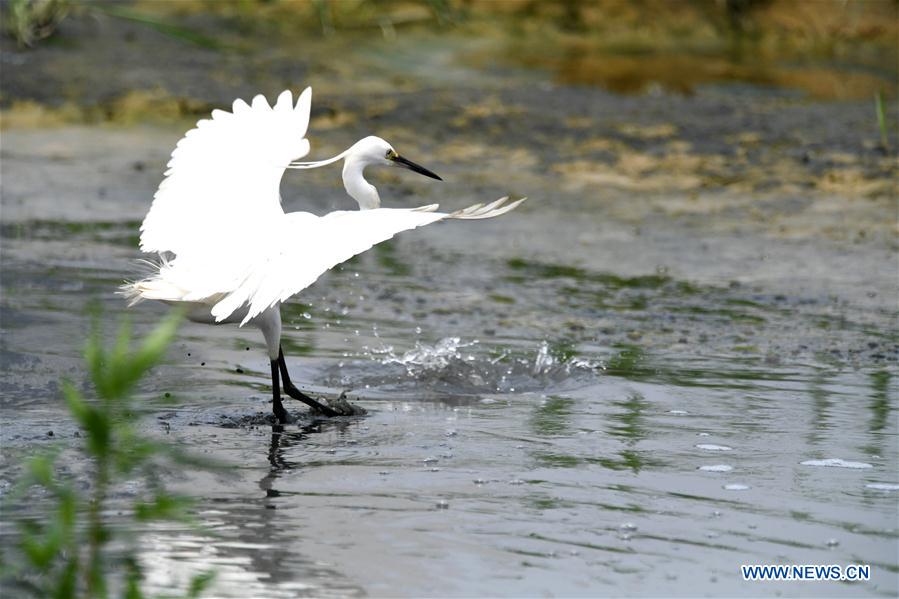 CHINA-NANNING-EGRET (CN)