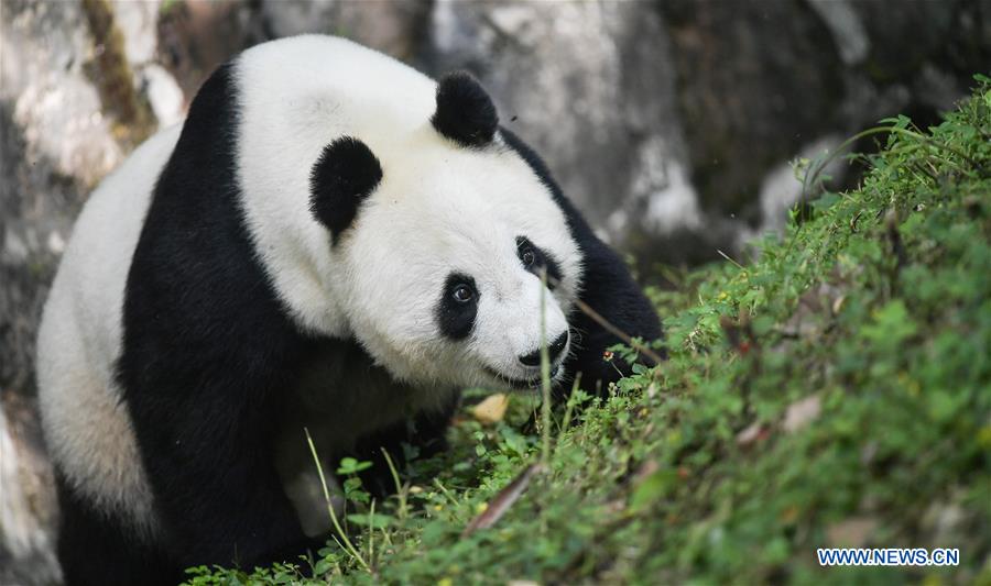 CHINA-SICHUAN-U.S.-GIANT PANDA-RETURN (CN)