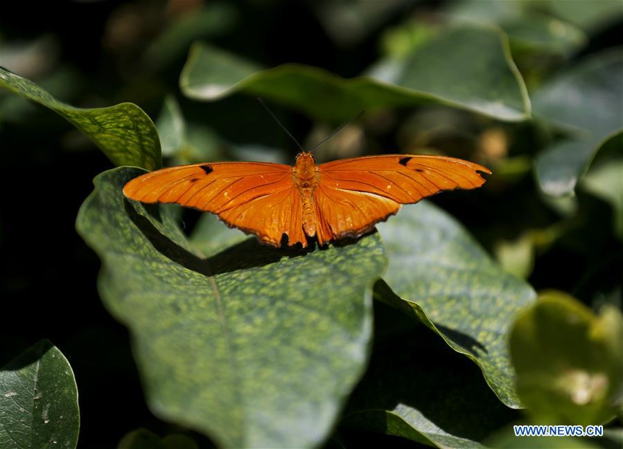 U.S.-LOS ANGELES-BUTTERFLY EXHIBITION