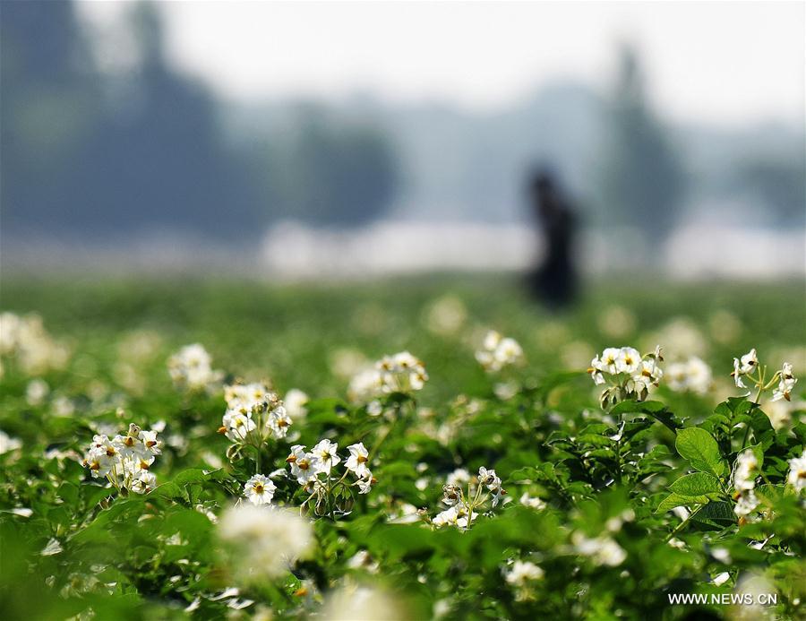 CHINA-SHANDONG-JIAOZHOU-POTATO FLOWERS (CN)