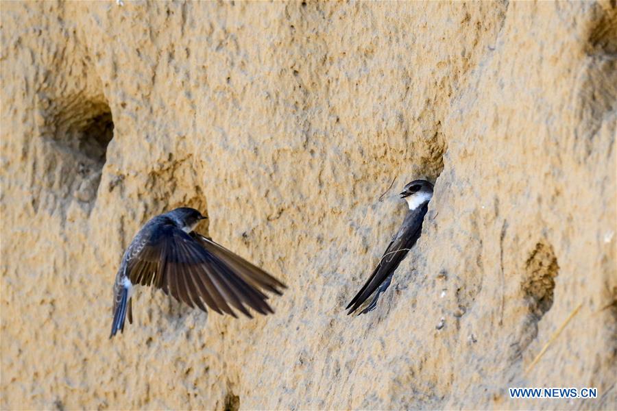 CHINA-BAICHENG-ANIMAL-BANK SWALLOW (CN)