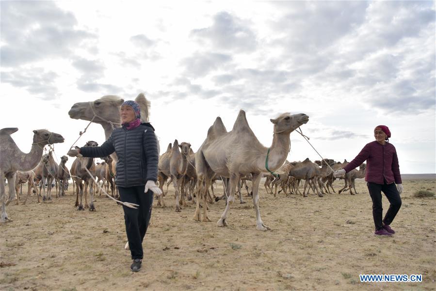 CHINA-XINJIANG-ALTAY-CAMEL BREEDING (CN)