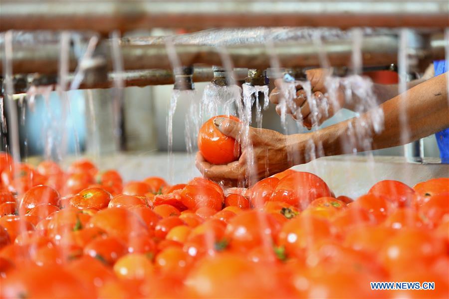 MIDEAST-GAZA-TOMATO PASTE