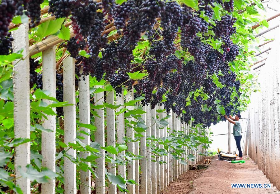 CHINA-HEBEI-TANGSHAN-GRAPE HARVEST (CN)