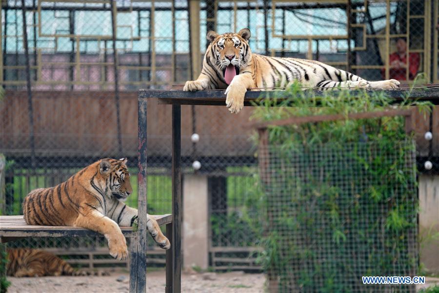 CHINA-HEILONGJIANG-SUMMER-SIBERIAN TIGERS (CN)