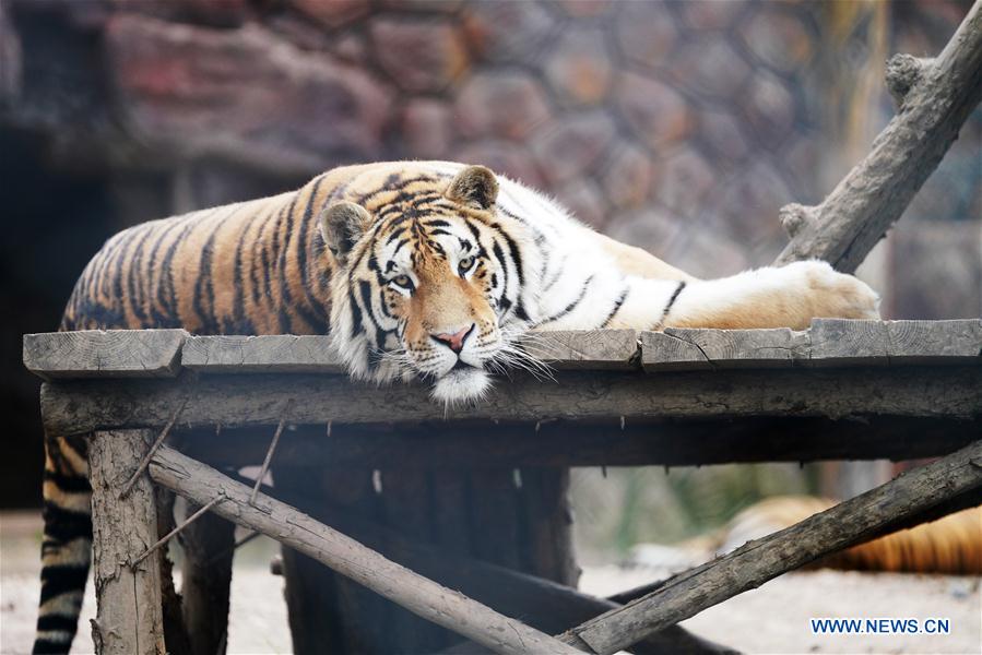 CHINA-HEILONGJIANG-SUMMER-SIBERIAN TIGERS (CN)