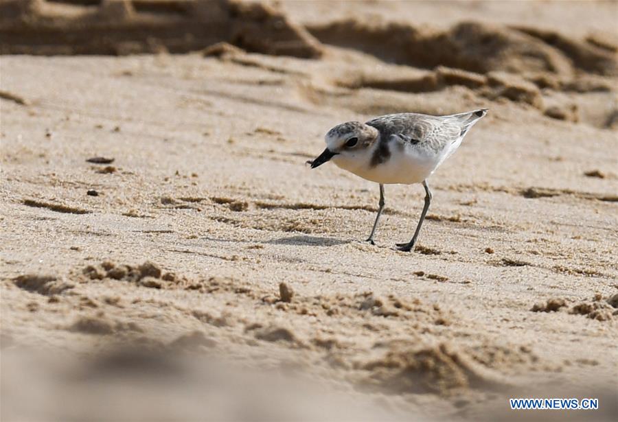 CHINA-HAINAN-HAIKOU-WETLAND PARK-BIRDS (CN)