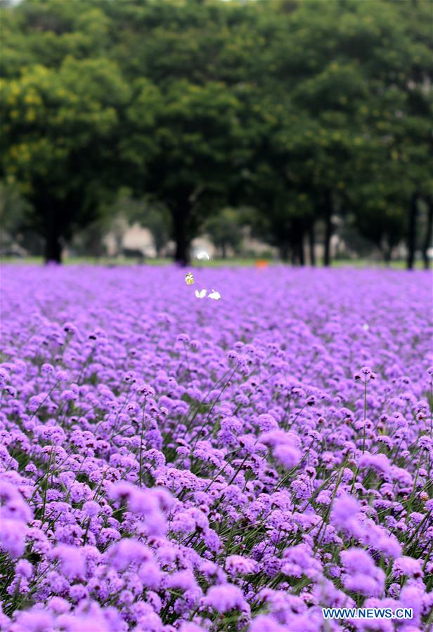 CHINA-TIANJIN-FLOWER-TOURISM (CN)