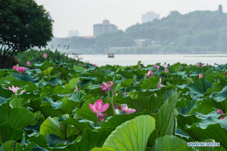 CHINA-JIANGSU-NANJING-LOTUS (CN)