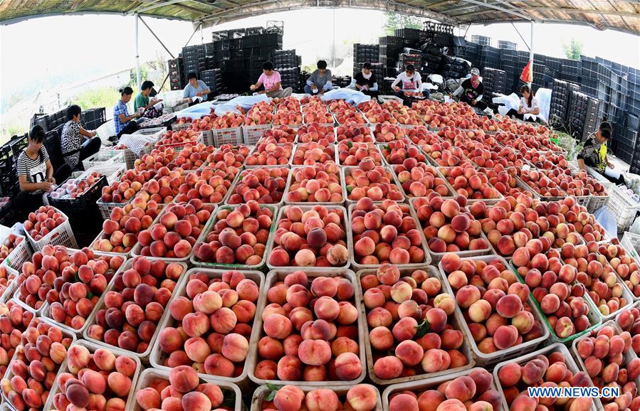 CHINA-HEBEI-LAOTING-PEACH-RURAL ECONOMY (CN)