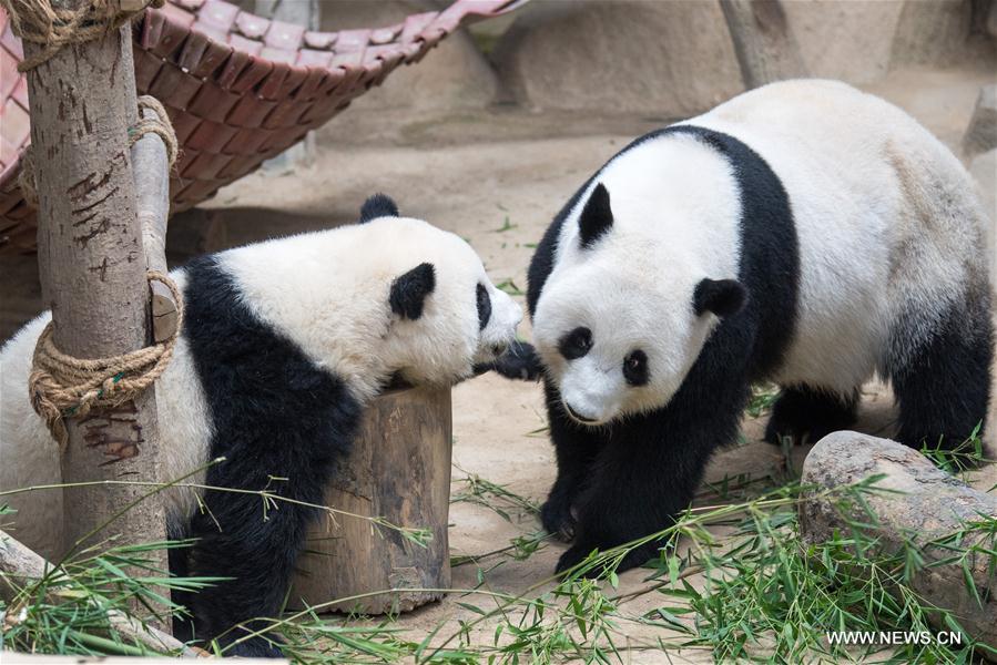 MALAYSIA-KUALA LUMPUR-GIANT PANDA CUB-NAMING-YI YI