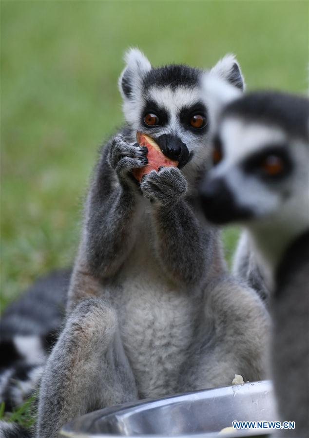 CHINA-ANHUI-HEFEI-ZOO-WEATHER (CN)