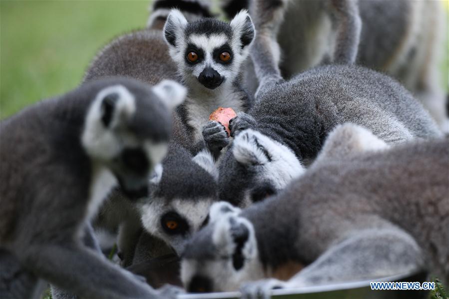 CHINA-ANHUI-HEFEI-ZOO-WEATHER (CN)