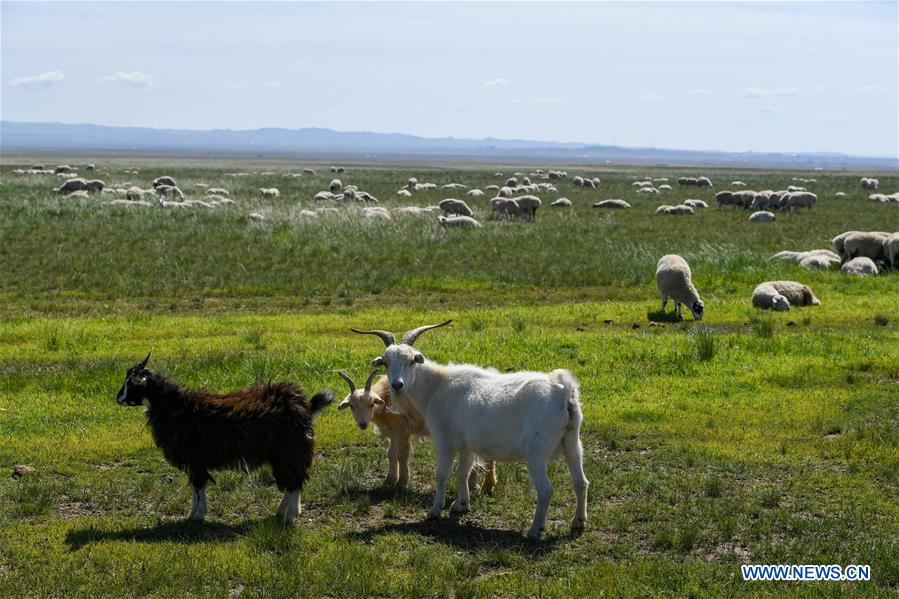 CHINA-INNER MONGOLIA-XILINGOL-GRASSLAND (CN)