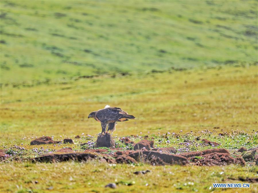 CHINA-QINGHAI-JIATANG GRASSLAND-NATURE-OBSERVING (CN)