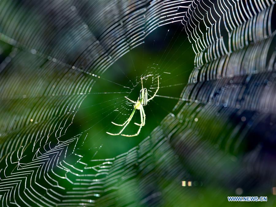 CHINA-FUJIAN-WUYISHAN-NATIONAL PARK-CREATURES (CN)