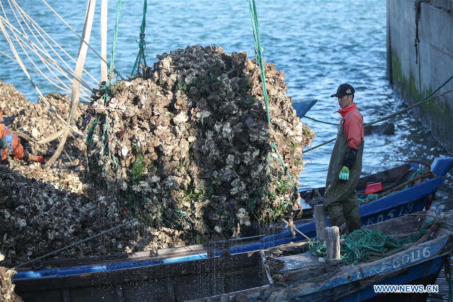 CHINA-LIAONING-DALIAN-OYSTER-HARVEST (CN)