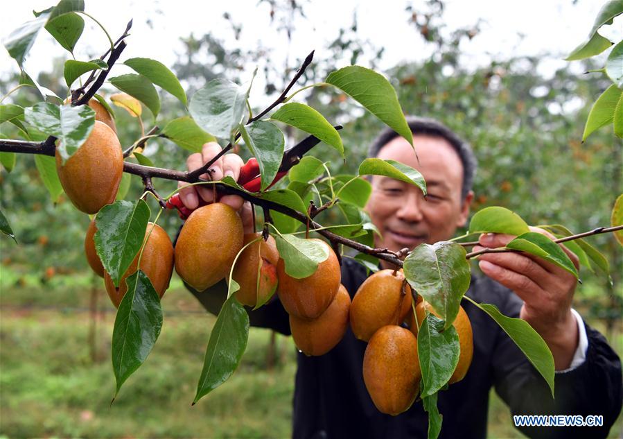 CHINA-HENAN-VETERAN-PEAR GROWING (CN)