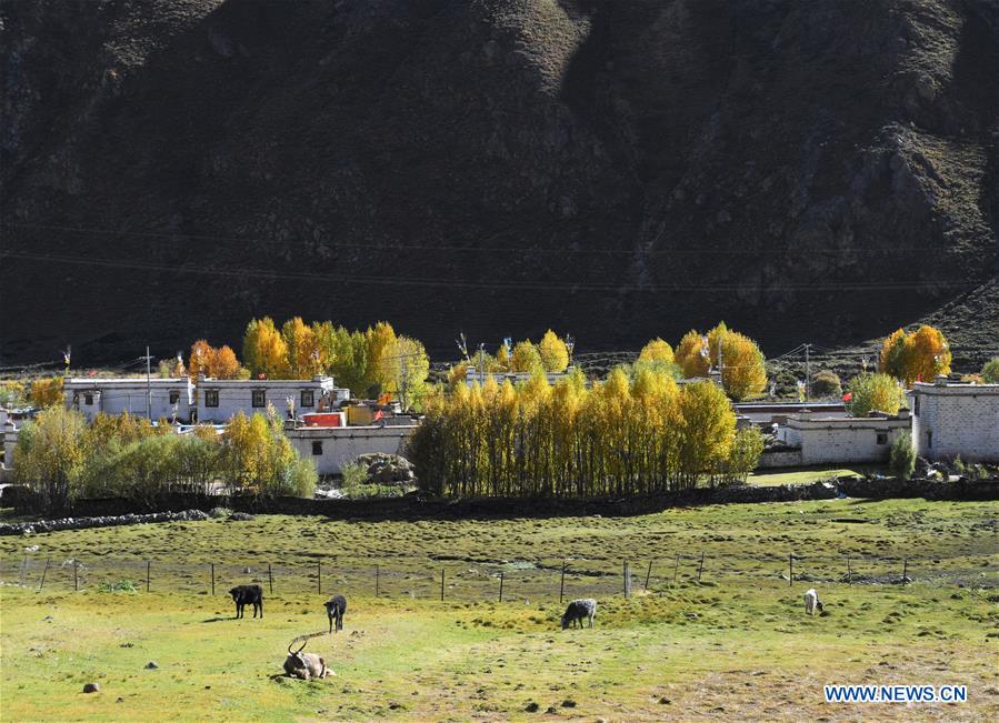 CHINA-TIBET-AUTUMN SCENERY (CN)