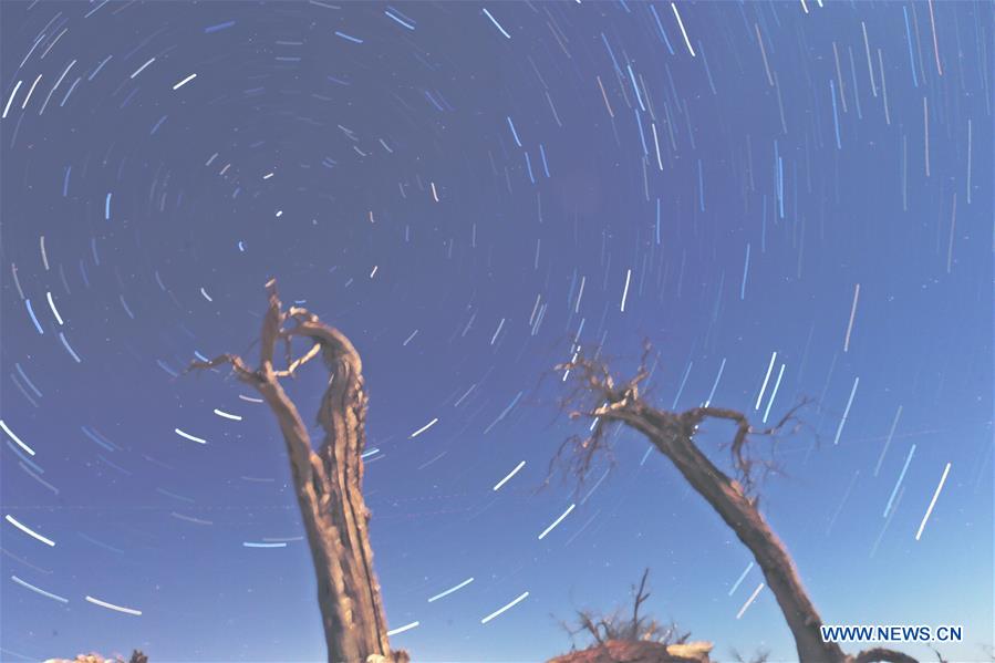 CHINA-INNER MONGOLIA-DESERT POPLAR TREES-SCENERY (CN)