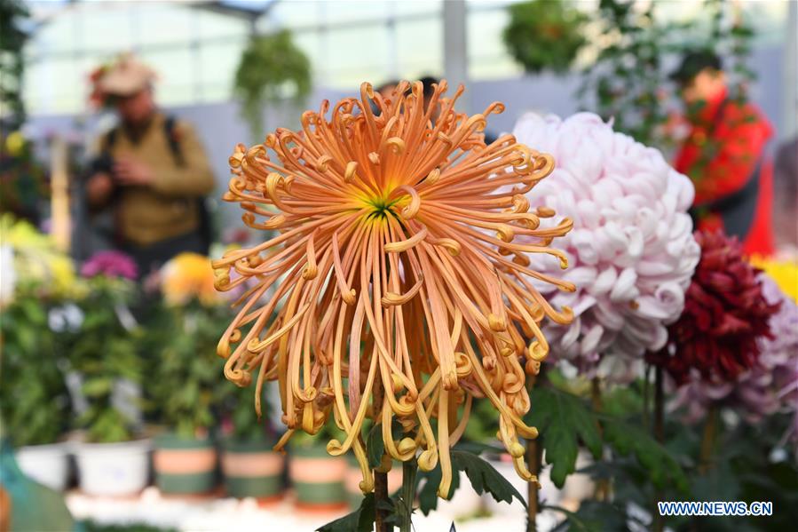 CHINA-BEIJING-CHRYSANTHEMUM-EXHIBITION (CN)