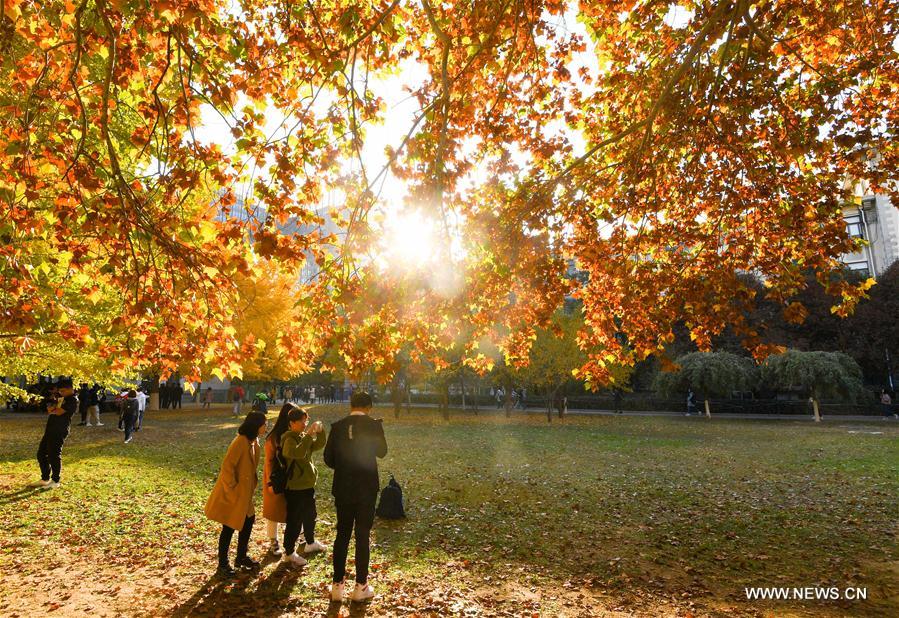 CHINA-BEIJING-UNIVERSITY OF SCIENCE AND TECHNOLOGY BEIJING-AUTUMN SCENERY (CN)