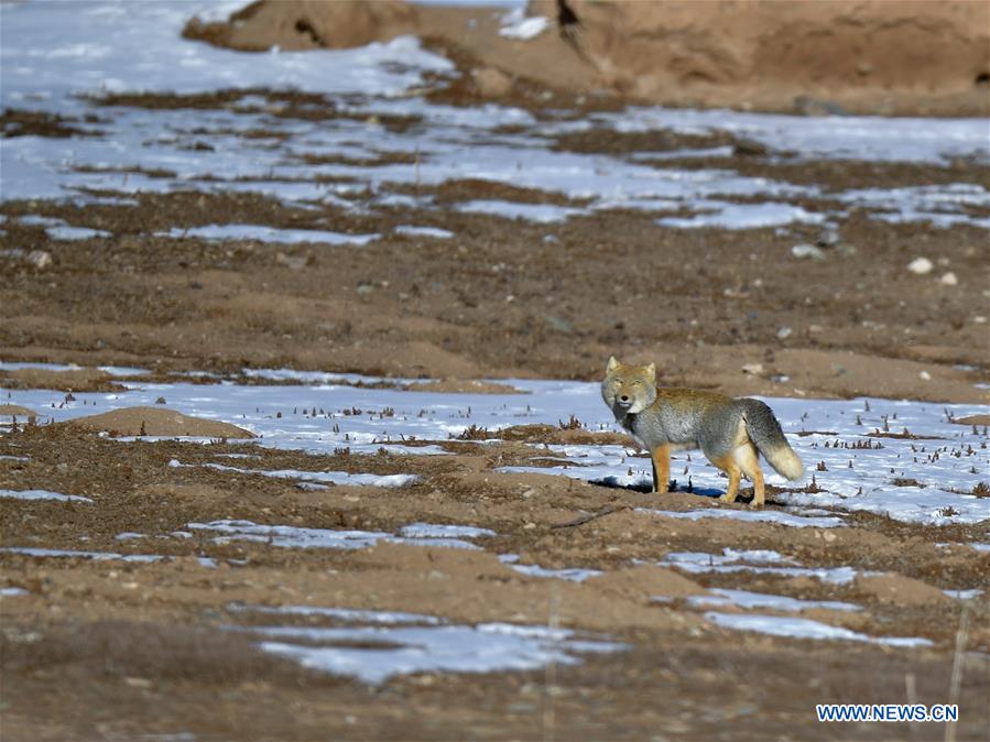 CHINA-QINGHAI-GOLOG-WILDLIFE (CN)